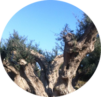 Olivenbäume / Olea Europea
